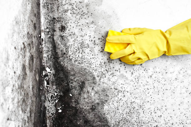 Best Residential Mold Removal  in Mapleton, ND