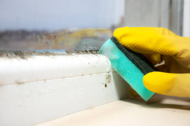 Best Mold Remediation  in Mapleton, ND