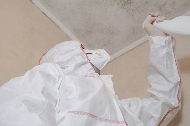 Best Mold Removal Company Near Me  in Mapleton, ND
