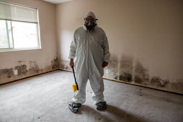 Best Certified Mold Removal  in Mapleton, ND
