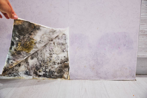 Best Mold Removal Near Me  in Mapleton, ND